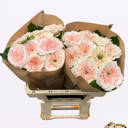 Rose creme Middleton Sport 50cm
