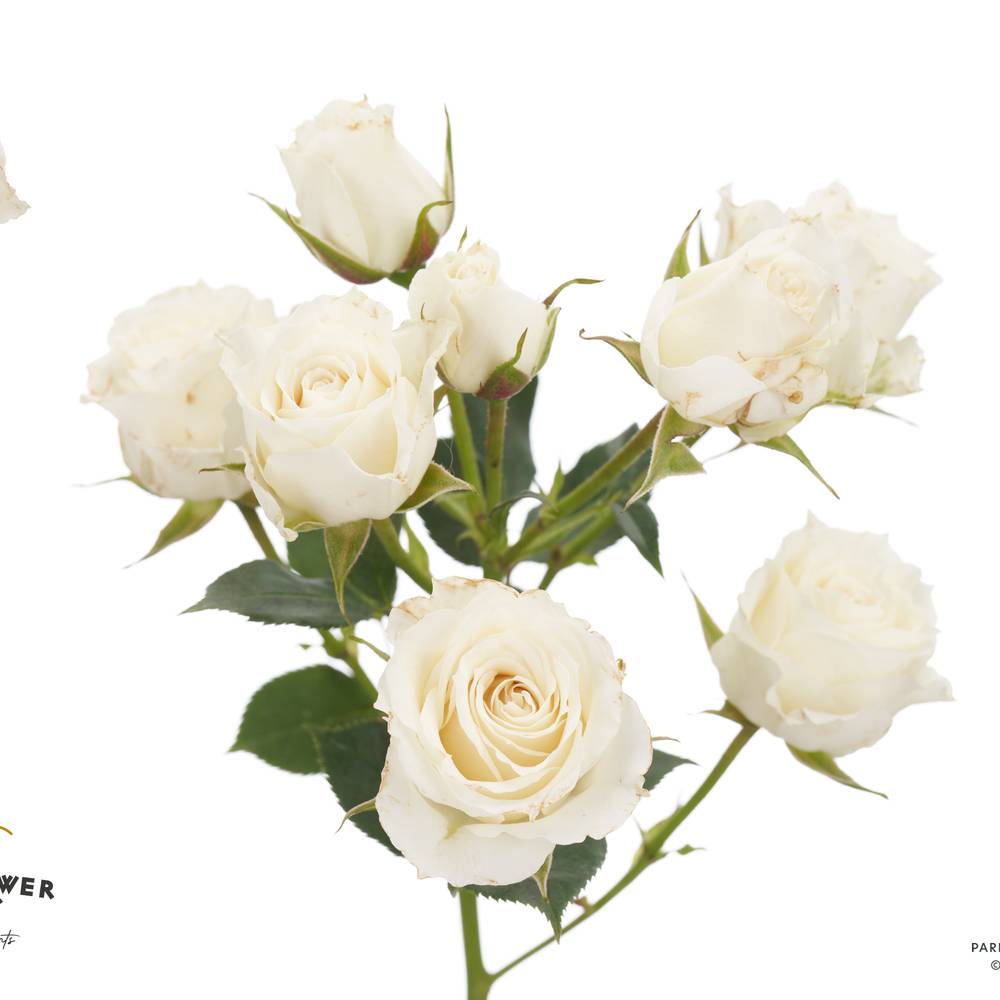 Rose verzweigt creme 4-Good White 50cm