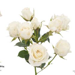 Rose verzweigt creme 4-Good White 50cm