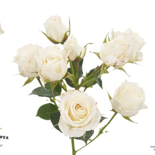 Rose verzweigt creme 4-Good White 50cm