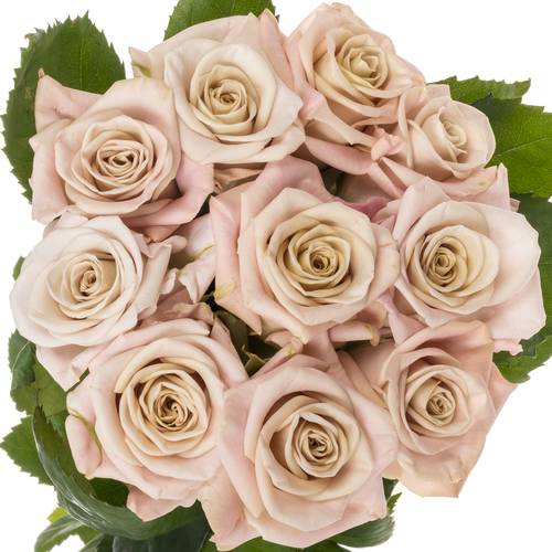 Rose hell rosa Sweet Menta 70cm
