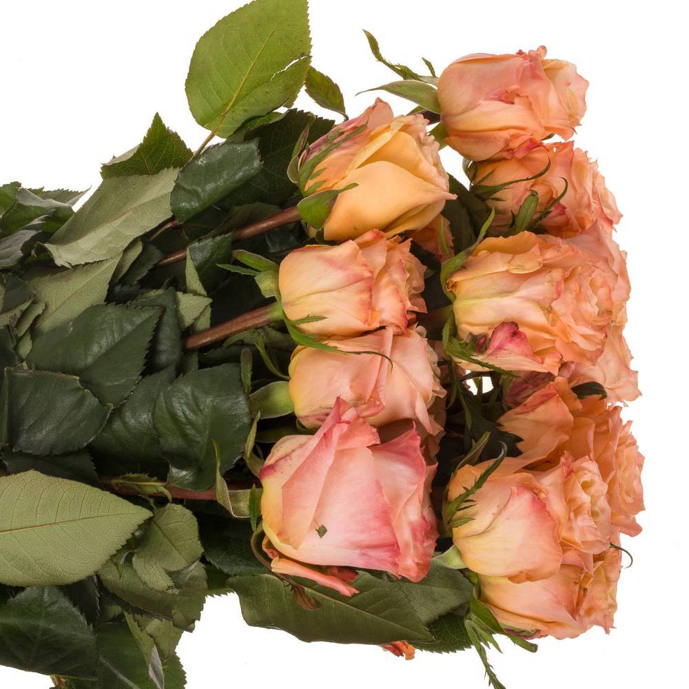 Rose apricot Shimmer (Ec) 50cm