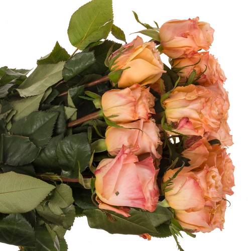 Rose apricot Shimmer (Ec) 50cm