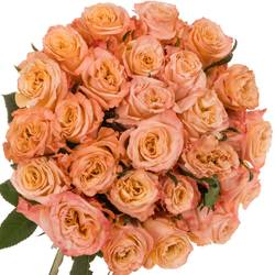 Rose apricot Shimmer (Ec) 50cm