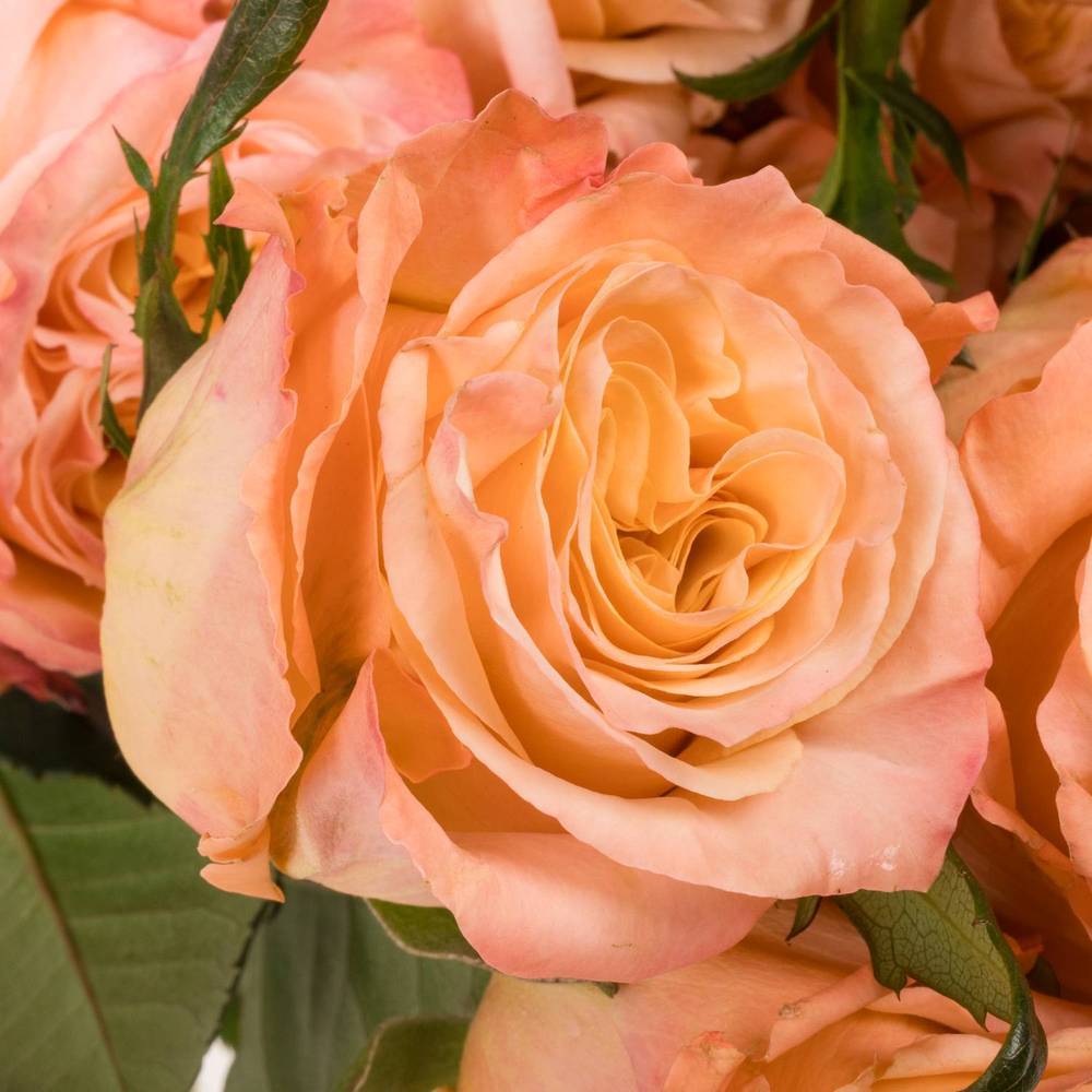 Rose apricot Shimmer (Ec) 50cm