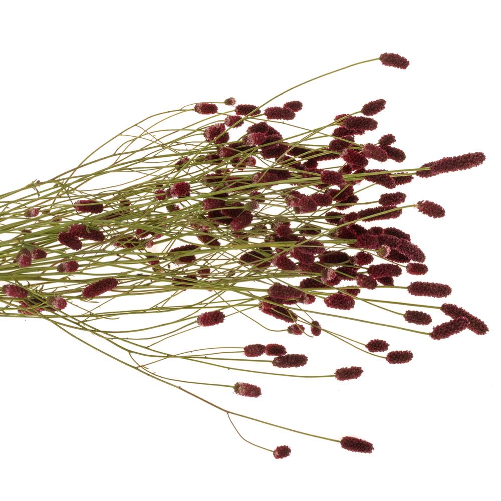 Sanguisorba Oriental Dream'