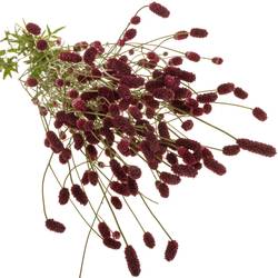 Sanguisorba Oriental Dream'