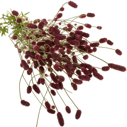 Sanguisorba Oriental Dream'