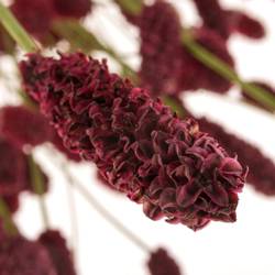 Sanguisorba Oriental Dream'