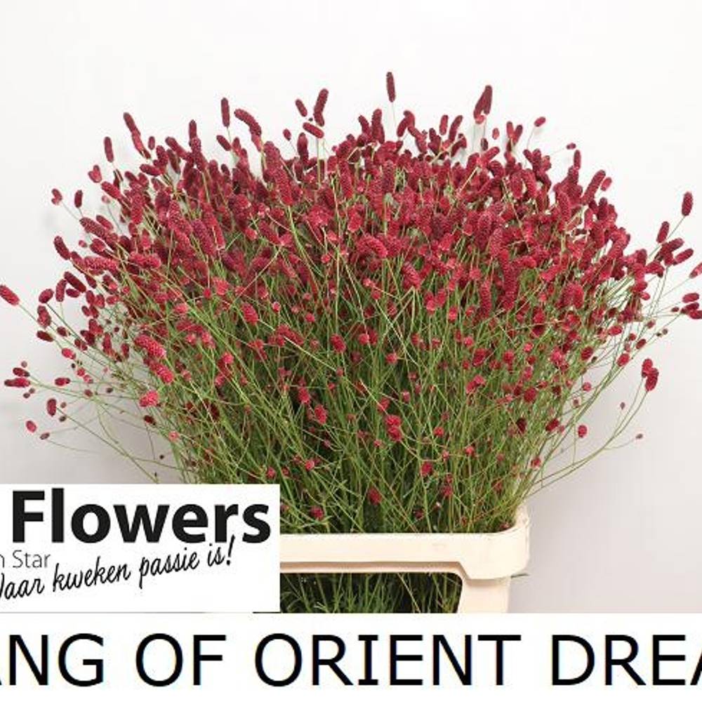 Sanguisorba Oriental Dream'