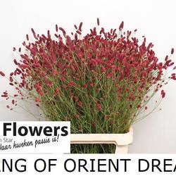 Sanguisorba Oriental Dream'