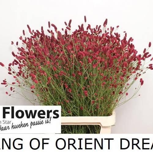 Sanguisorba Oriental Dream'
