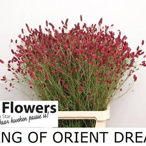 Sanguisorba Oriental Dream'
