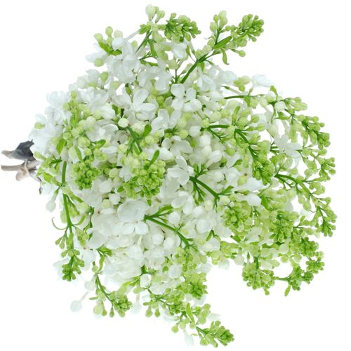 Flieder weiss Wonder 2-3 Kopf 40cm