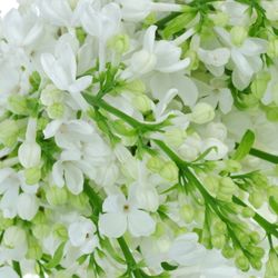 Flieder weiss Wonder 2-3 Kopf 40cm