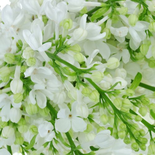 Flieder weiss Wonder 2-3 Kopf 40cm