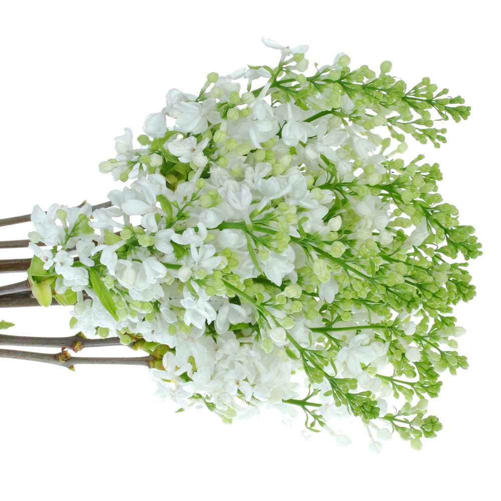 Flieder weiss Wonder 2-3 Kopf 40cm