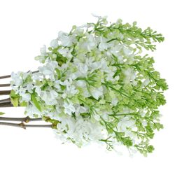 Flieder weiss Wonder 2-3 Kopf 40cm