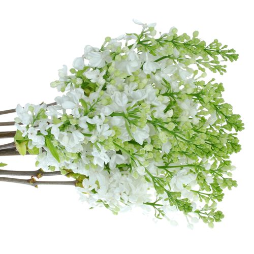 Flieder weiss Wonder 2-3 Kopf 40cm