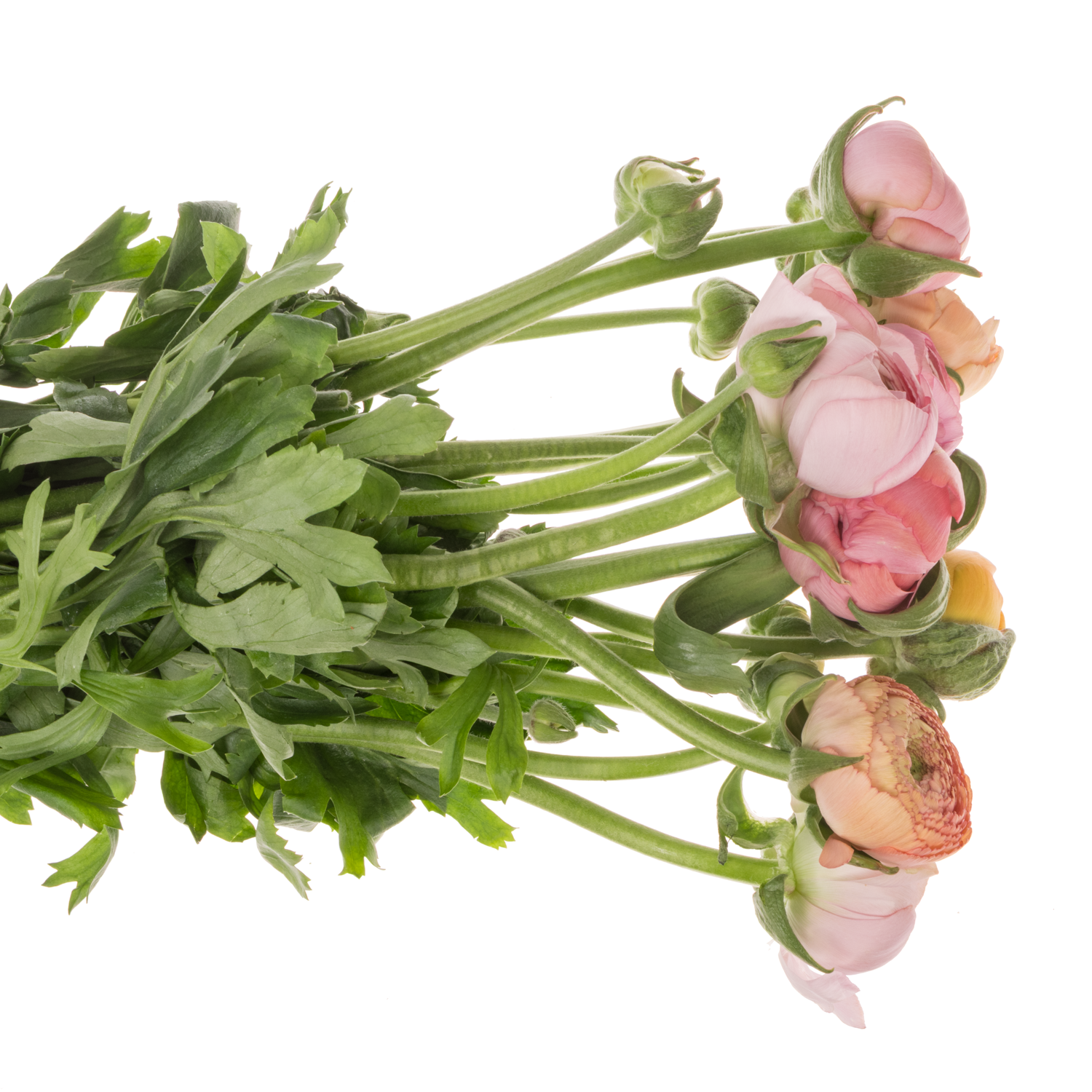 Ranunkel Pastel rosa Elegance Pastel 55 Gramm45 cm