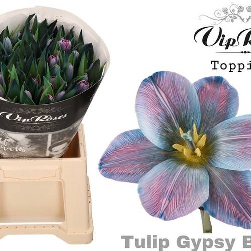 Tulpe blau gefärbt Gypsy blue 32 Gramm