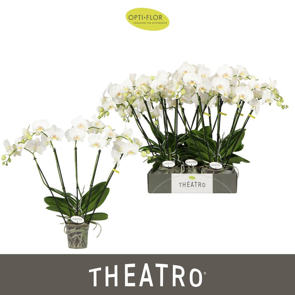 Phal.5-R weiss Theatro T12 H060