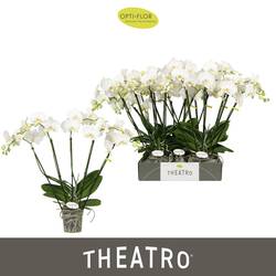 Phal.5-R weiss Theatro T12 H060