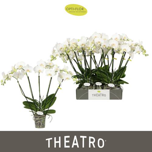 Phal.5-R weiss Theatro T12 H060