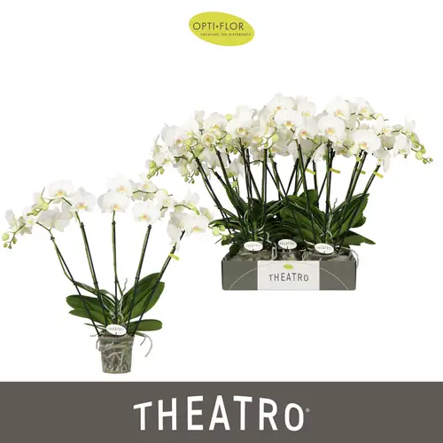 Phal.5-R weiss Theatro T12 H060