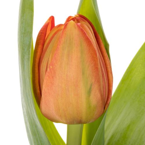 Tulpe orange doppel Lorenzo Coas Tulip 40 Gramm