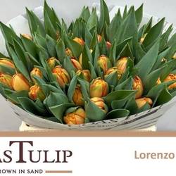 Tulpe orange doppel Lorenzo Coas Tulip 40 Gramm