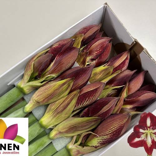 Amaryllis Krt.rot-weiss Sparkling Barbera  x 10