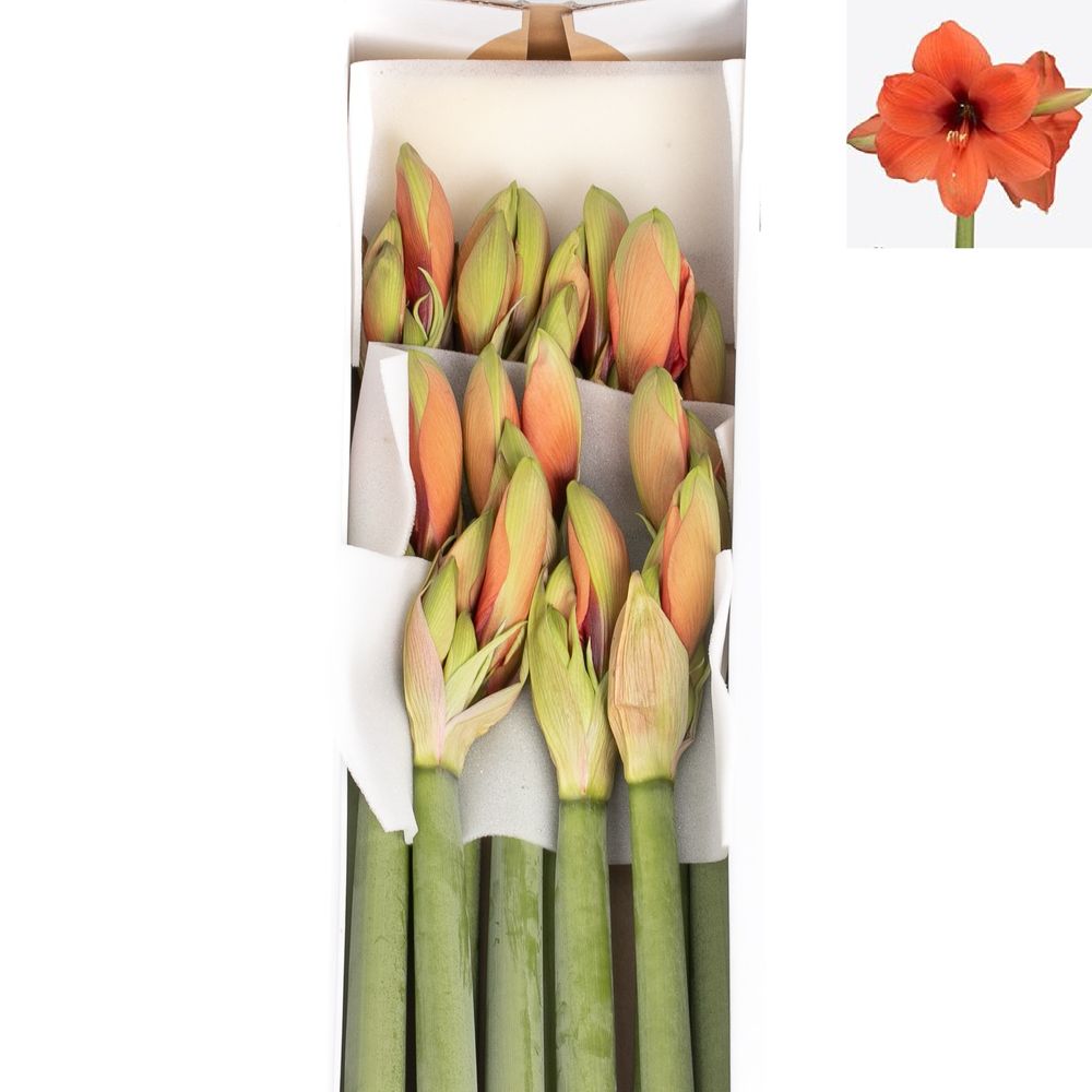 Amaryllis Krt.orange Horizon X10