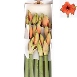 Amaryllis Krt.orange Horizon X10