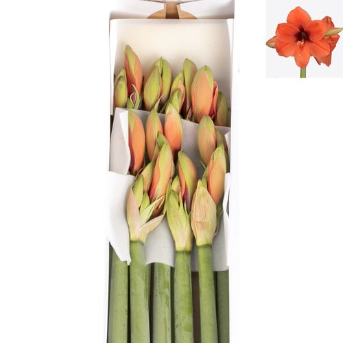 Amaryllis Krt.orange Horizon X10