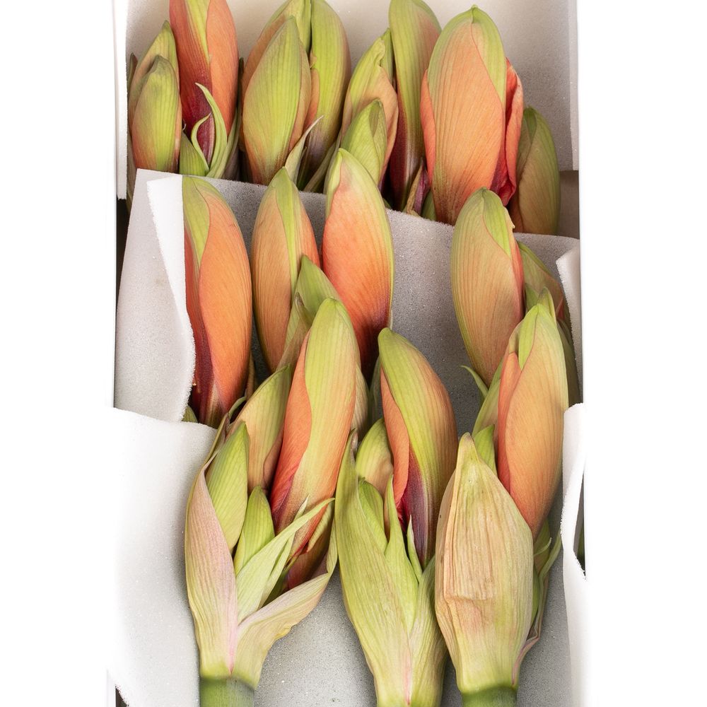 Amaryllis Krt.orange Horizon X10