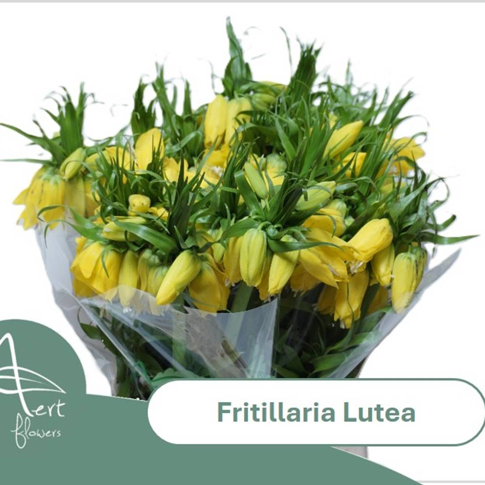 Fritilaria gelb lutea 50cm