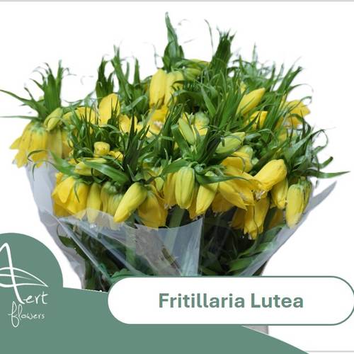 Fritilaria gelb lutea 50cm