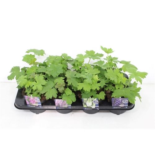 Delphinium Magic Fountains T13 H020