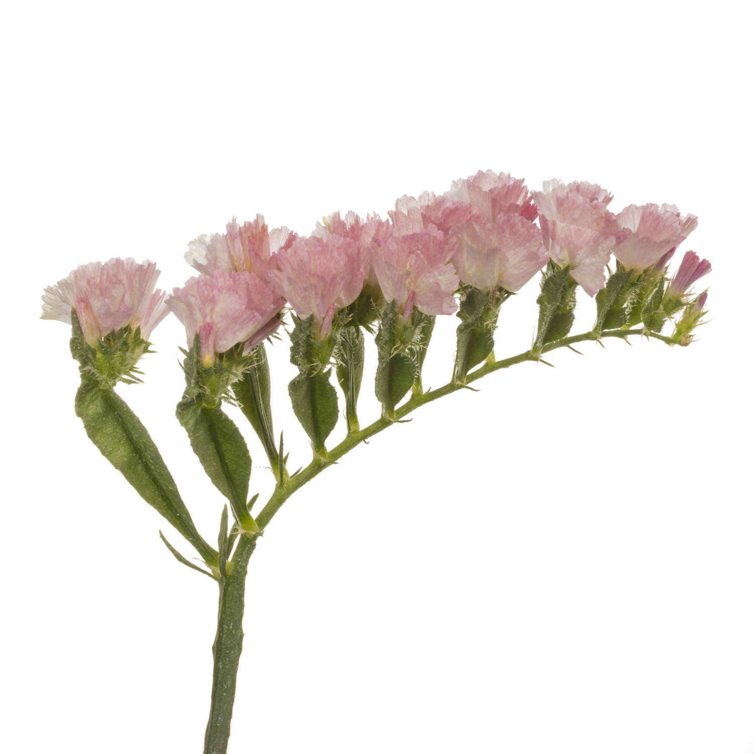 Statice apricot Emma Peach 40 Gramm 80cm