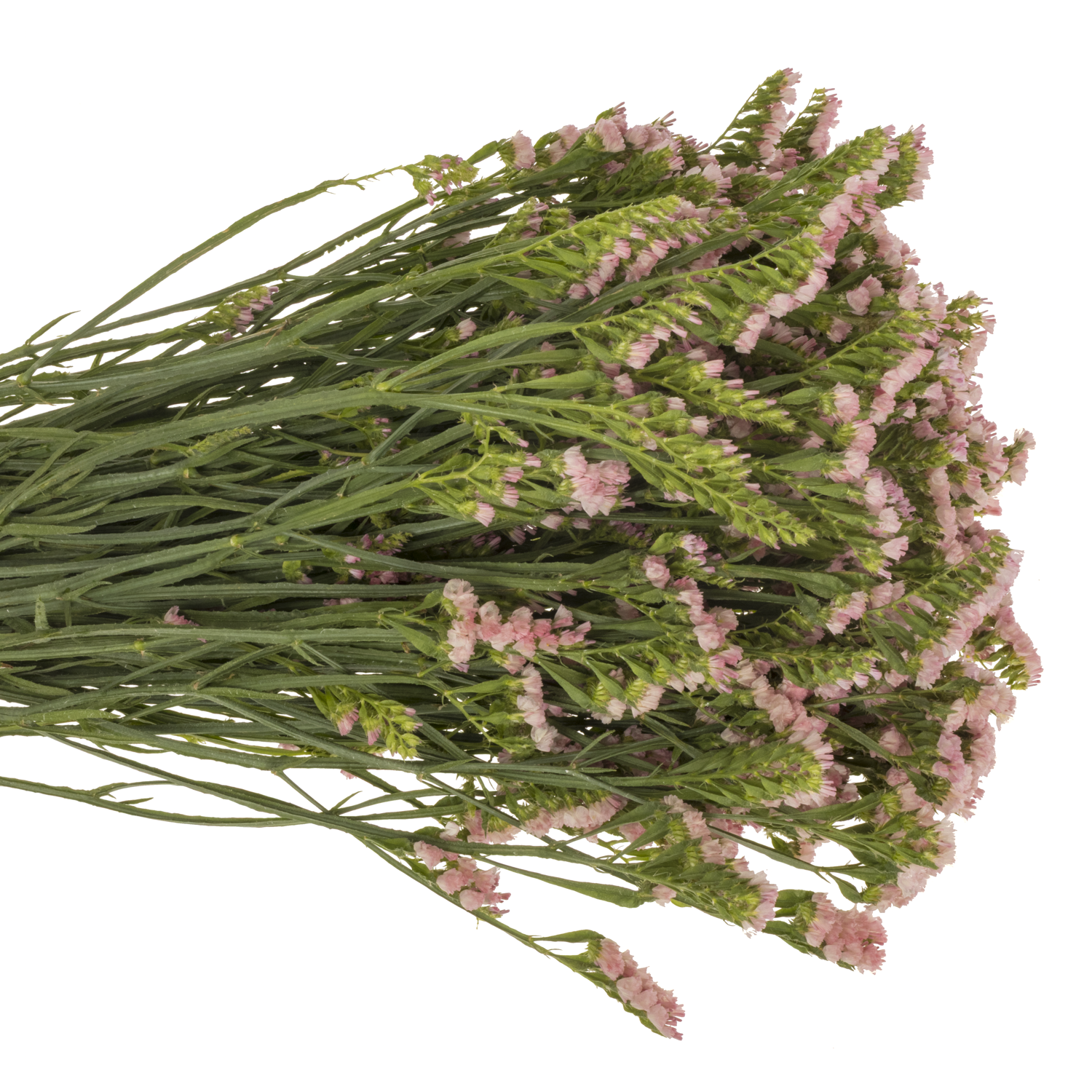 Statice apricot Emma Peach 40 Gramm 80cm