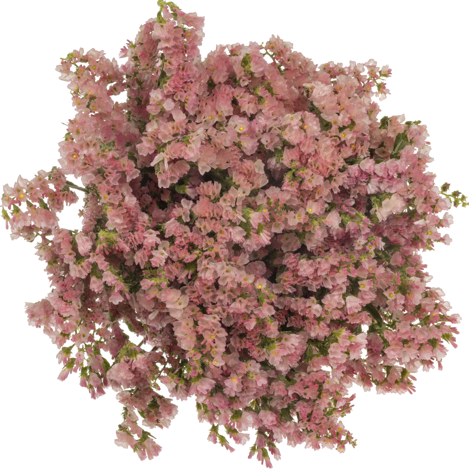 Statice apricot Emma Peach 40 Gramm 80cm