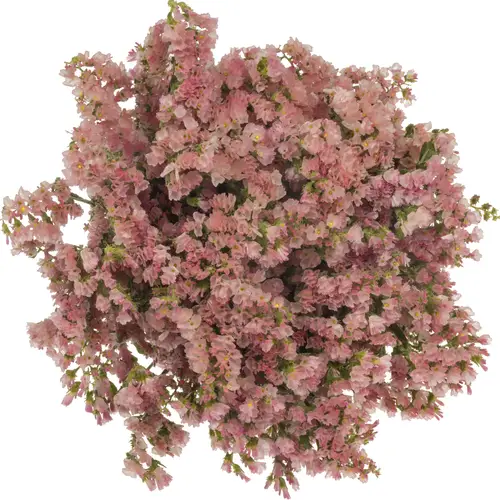 Statice apricot Emma Peach 40 Gramm 80cm