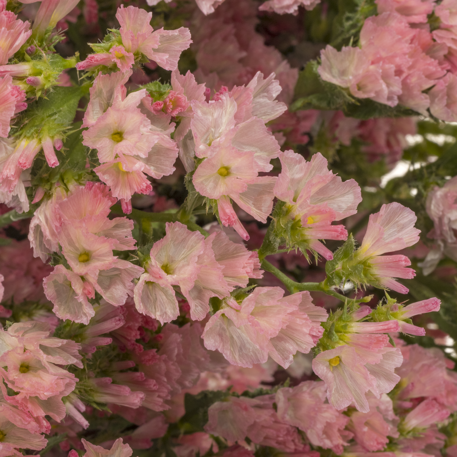 Statice apricot Emma Peach 40 Gramm 80cm