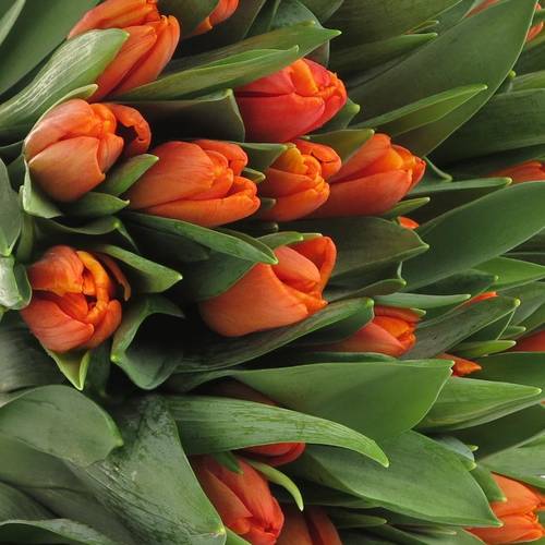 Tulpe orange Pako 36 Gramm