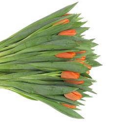 Tulpe orange Pako 36 Gramm