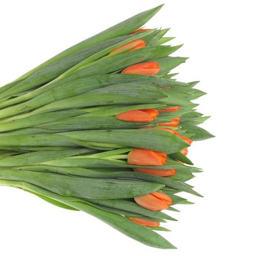 Tulpe orange Pako 36 Gramm