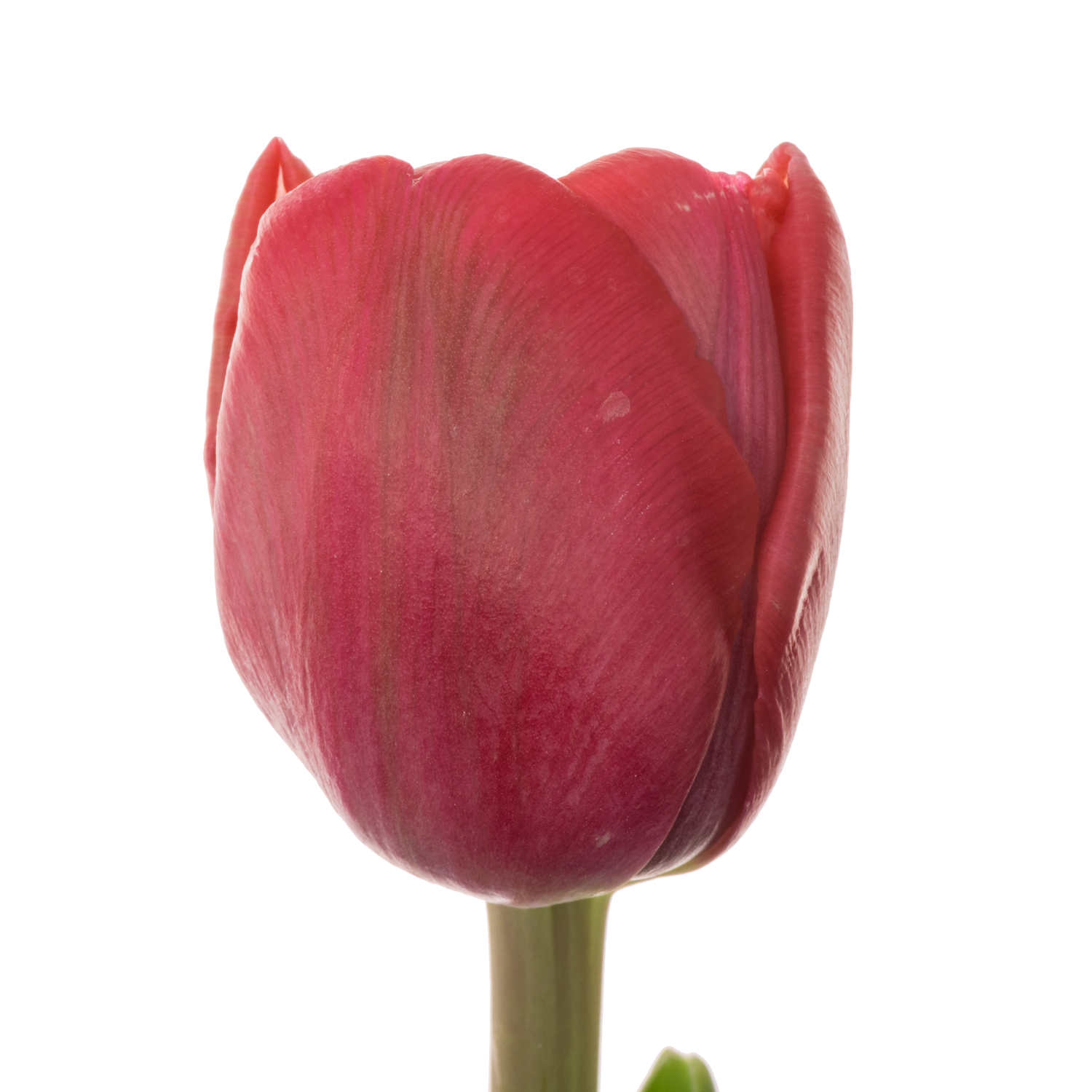 Tulpe rosa doppel Angel cheeks Bakkum 38 Gramm