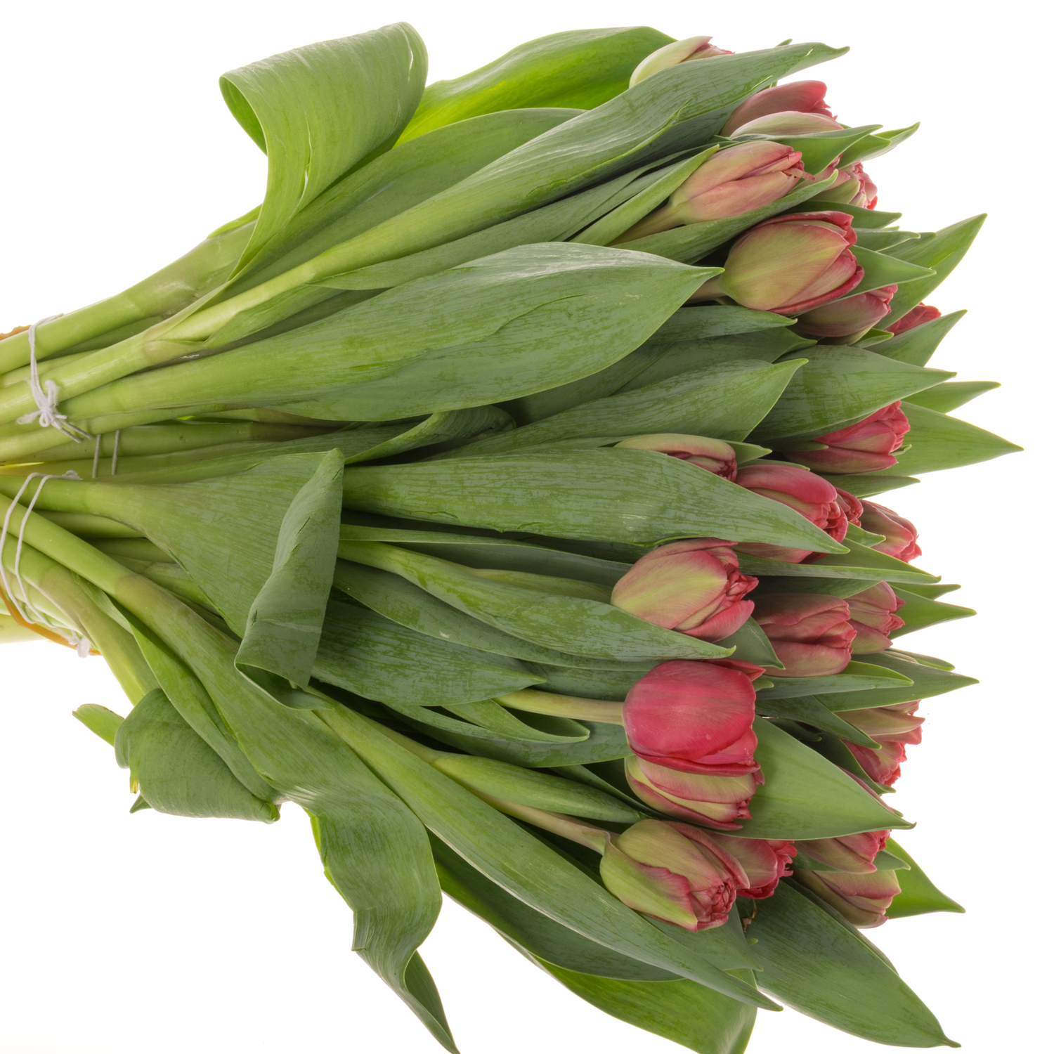 Tulpe rosa doppel Angel cheeks Bakkum 38 Gramm