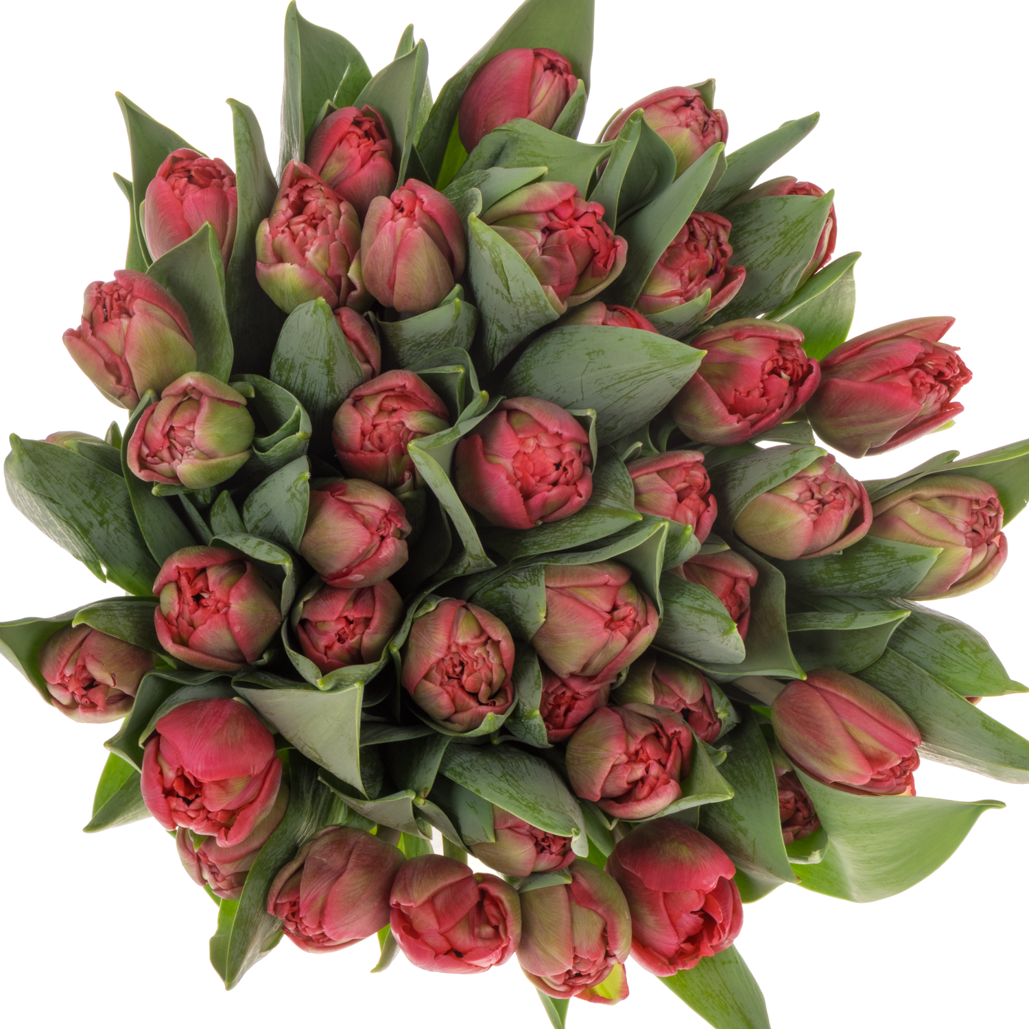 Tulpe rosa doppel Angel cheeks Bakkum 38 Gramm